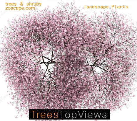 国外高清平面图植物素材-zoscape独家提供