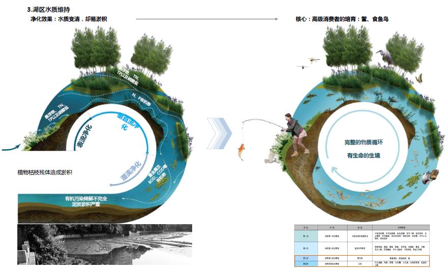 生态海绵_水岸森林_亳州风情北部新城景观规划设计文本_1 (1).jpg