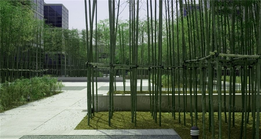 BAMBOO-1440x768.jpg