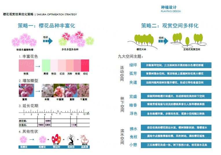 樱花园景观规划设计-国家4A级旅游景区花卉专类园区景设计