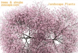 国外高清平面图植物素材-zoscape独家景观素材 to 景观80+